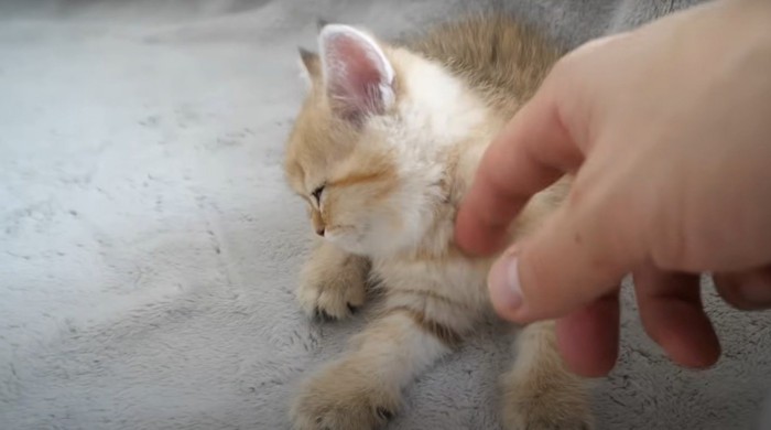 首元を撫でてもらう子猫