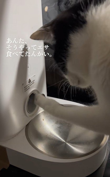 何度も給餌器の穴をかき出す猫
