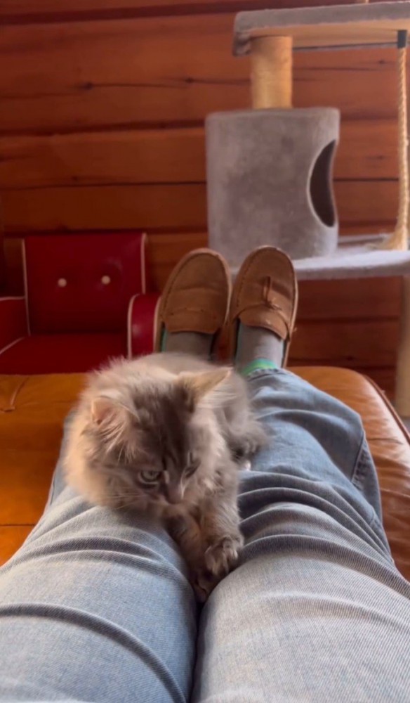 足の間におさまる子猫