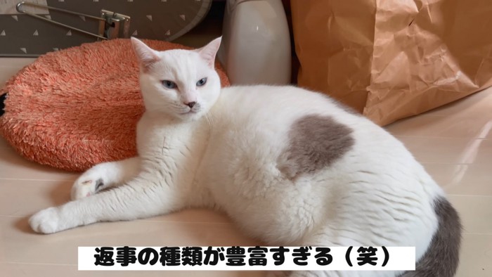 返事のレパートリーが多い猫
