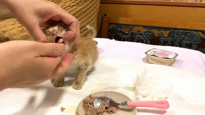 離乳食を食べさせられる子猫