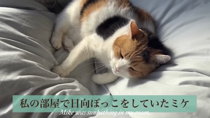 先にくつろいでいるミケ