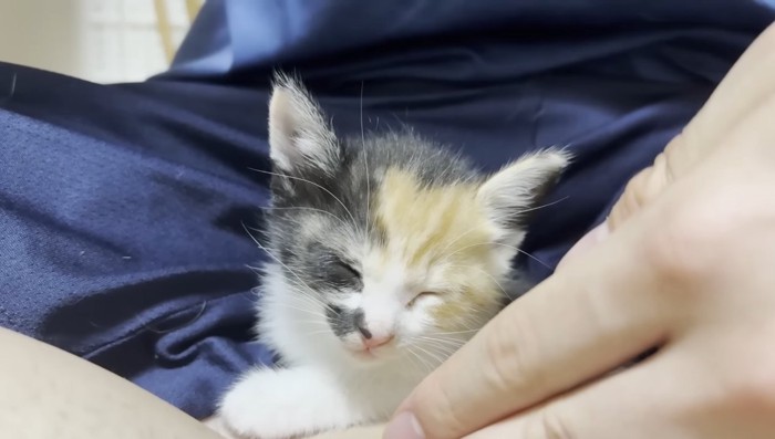 ウトウトな三毛ちゃん