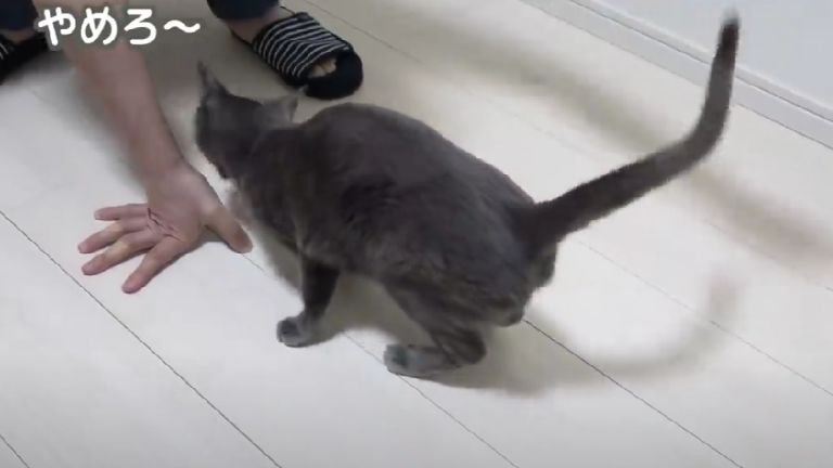 猫に甘噛みされている男性