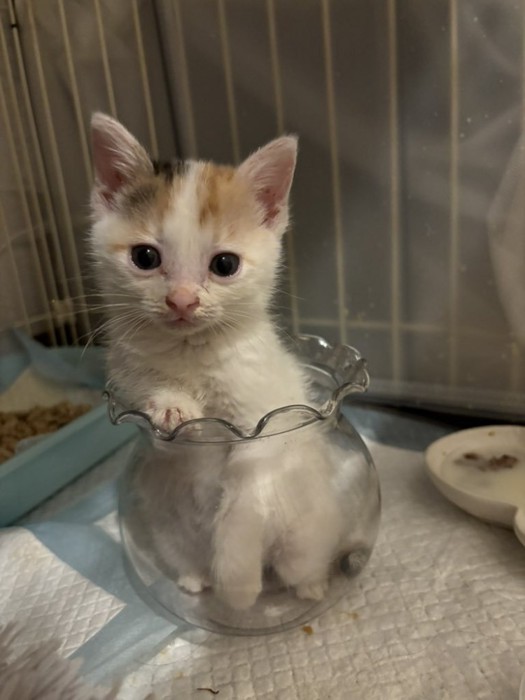 花瓶に入る子猫