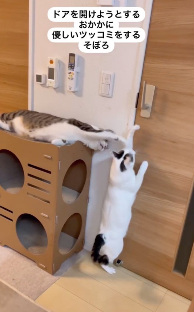 ツッコミを入れる猫