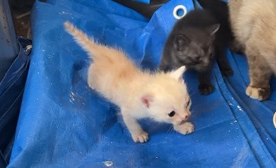 立ち上がる子猫たち