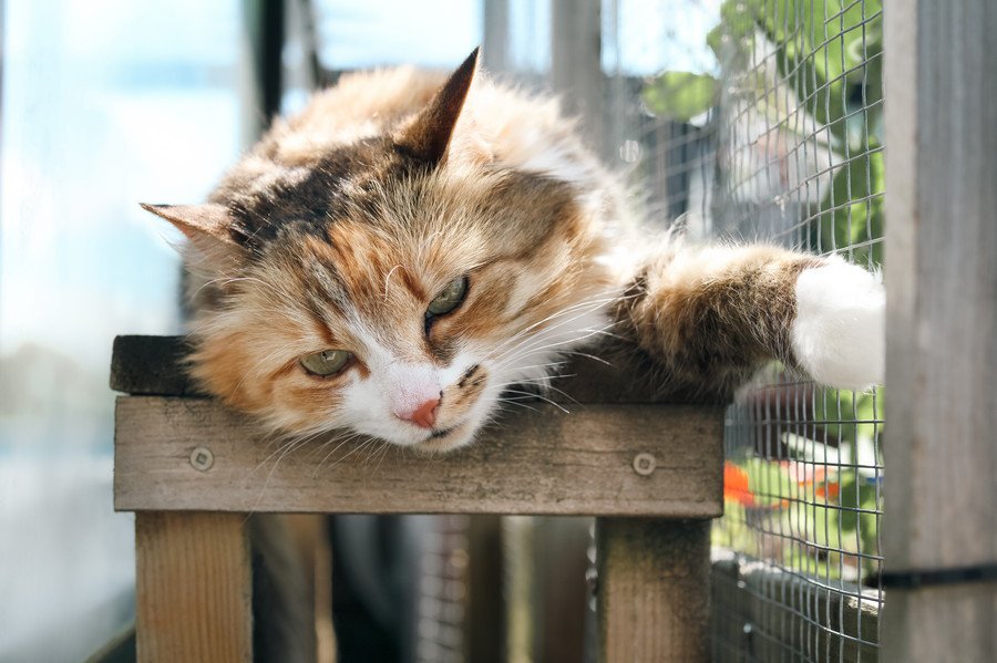 キャティオで日向ぼっこをする猫