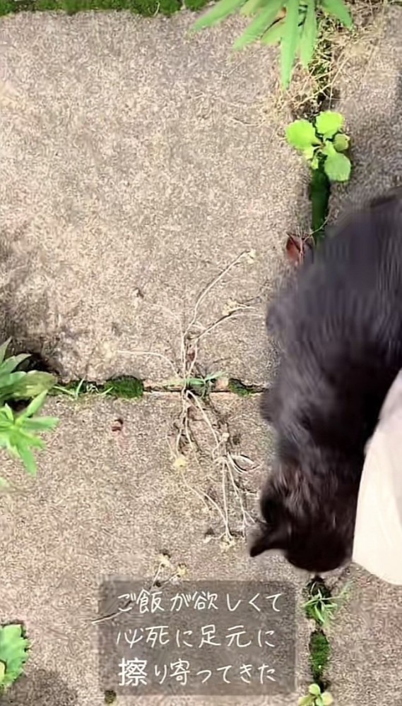 パパの足に擦り寄る仔猫