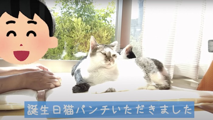 横を向く猫と飼い主さん