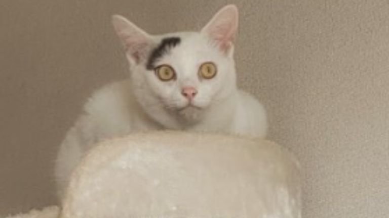 キャットタワーにいる猫