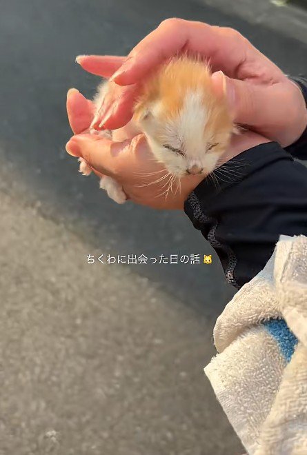てのひらにのった子猫