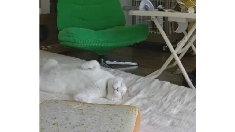 ペットカメラにうつる猫