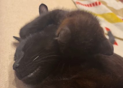 先住猫さんに顔をうずめるちこちゃん