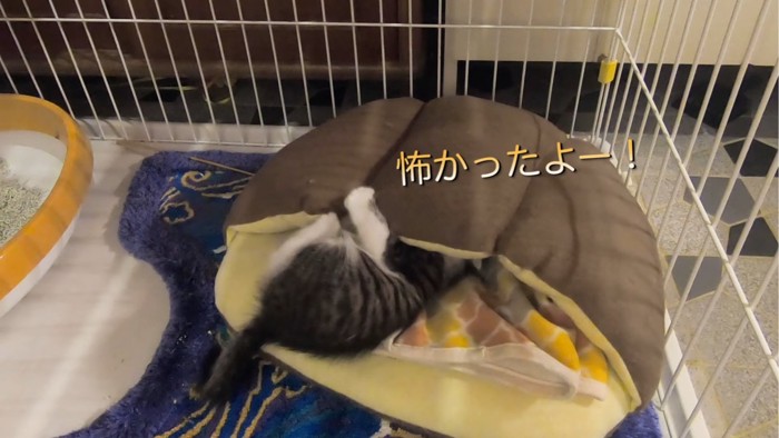 ベッドに顔をつっこむ子猫