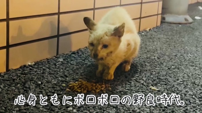 道路でカリカリをもらう猫