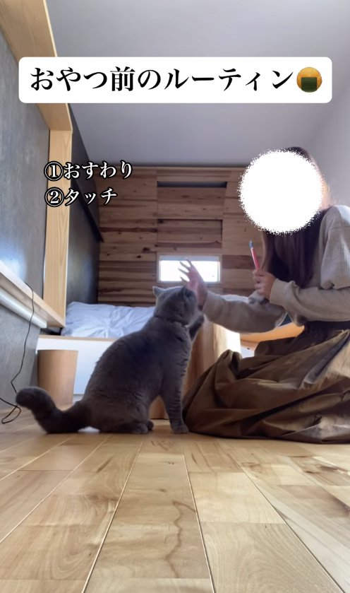 飼い主の右手にタッチしようとしているグレー猫
