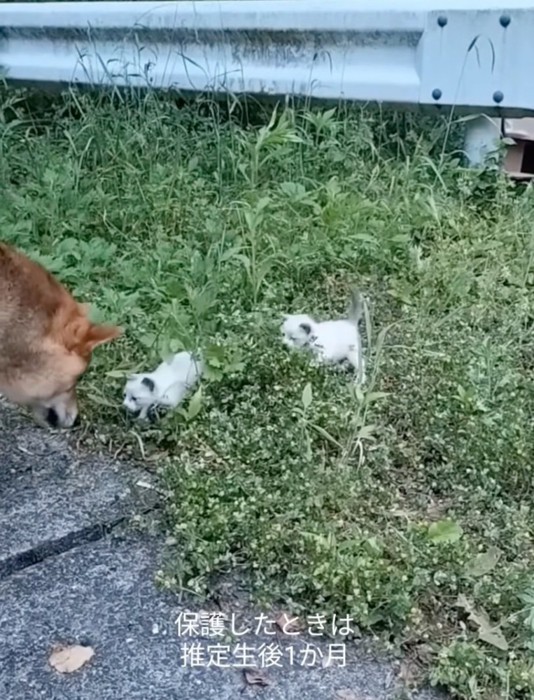 子猫と出会った柴犬