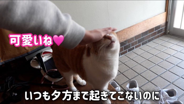 女の子に撫でられて目を細める猫