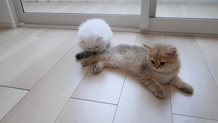 寝そべっている子猫