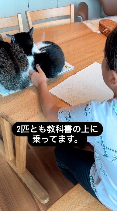 猫の背中を見つめる女の子