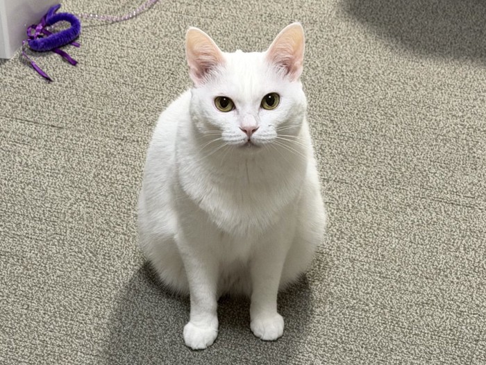 座ってじっと見つめている白猫