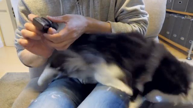 男性の膝から逃げ出す猫