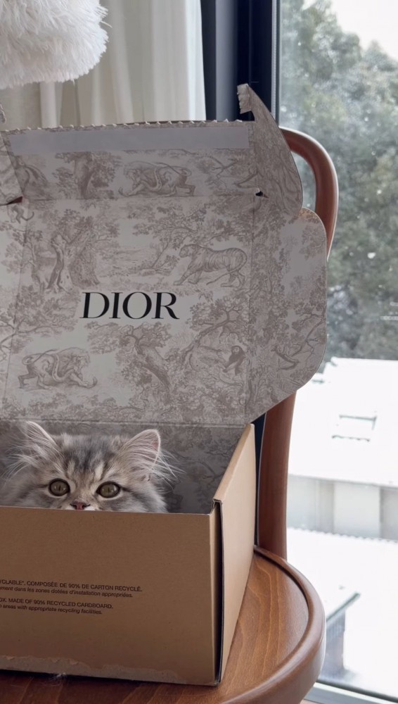 箱の中から飼い主を見つめる猫