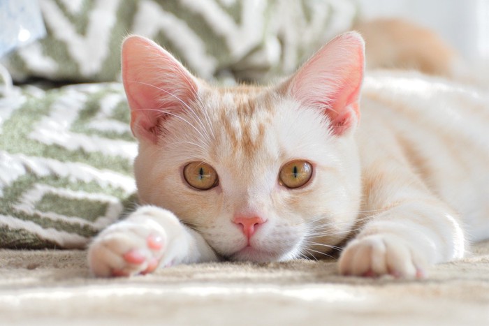 こちらを見つめる猫