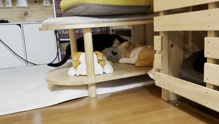 ガサゴソと漁り中