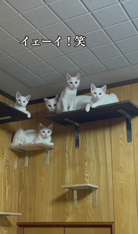 りんちゃんと子猫たち