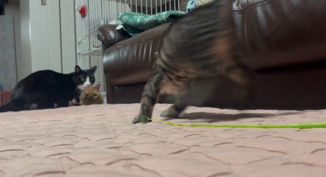 部屋の中を駆ける子猫を見つめる2頭の猫