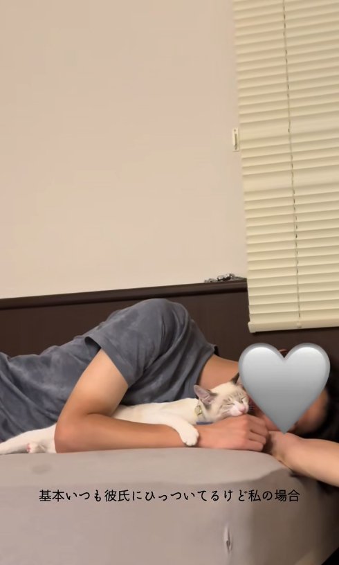 横になって飼い主の手を甘噛みしている猫