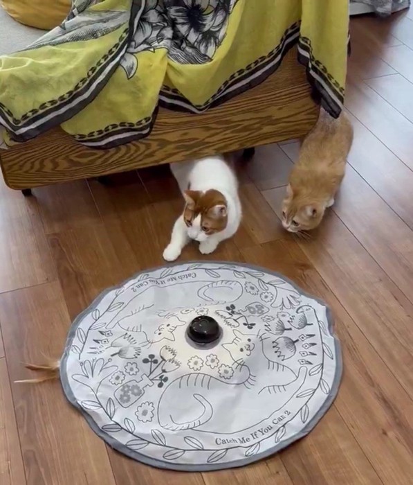 耳をそばだてる2匹の猫