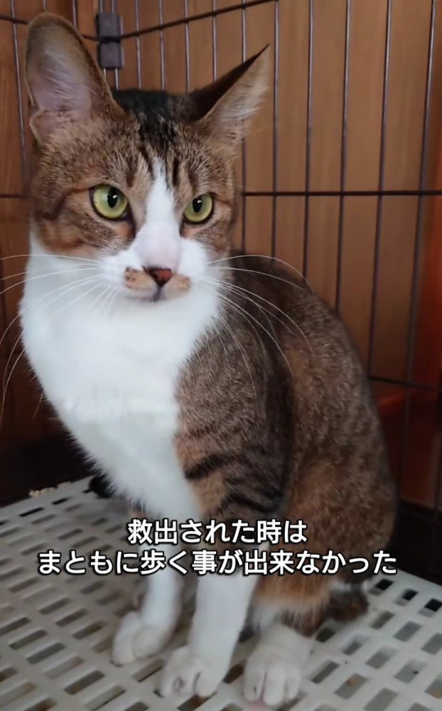 おすわりする猫
