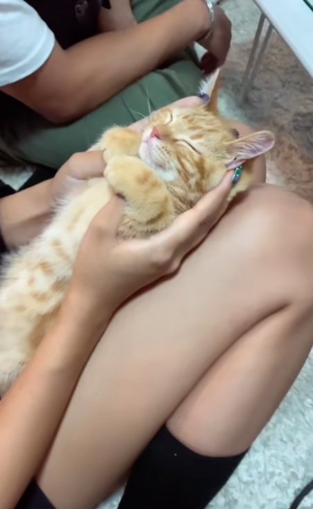 膝の上でへそ天をしている茶トラの猫