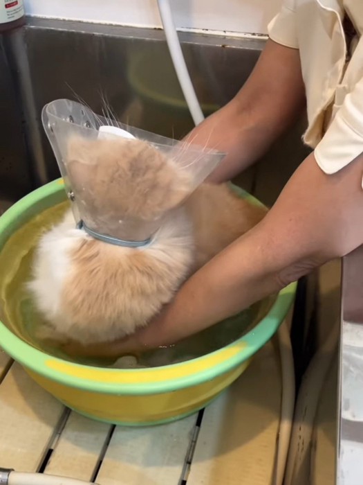 お湯に浸かる猫の後ろ姿