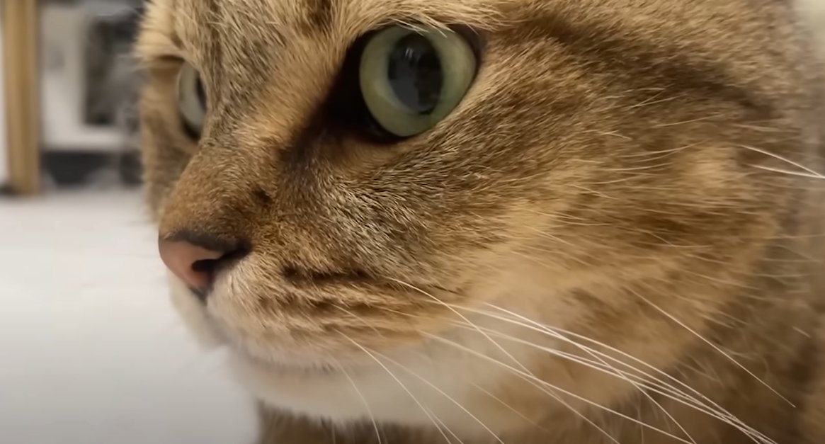 猫の顔のアップ