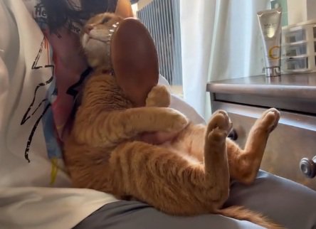 飼い主の膝の上で飼い主を見ている猫