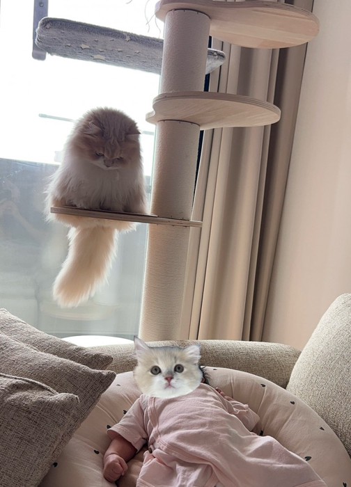 赤ちゃんを見つめる猫