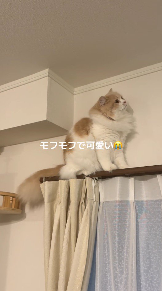 カーテンレールの上で座り込む猫