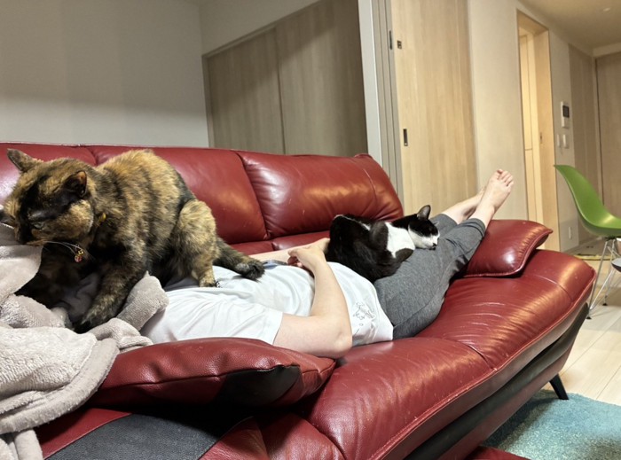 ソファで眠る飼い主と、飼い主の膝と顔の上に乗っている2匹の猫
