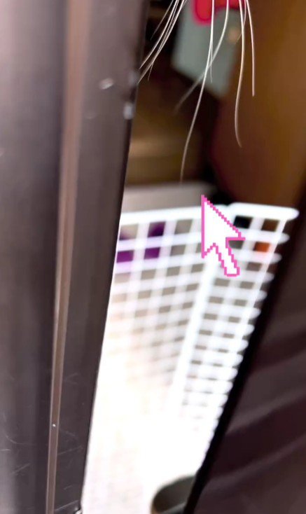 上から現れた猫のヒゲ