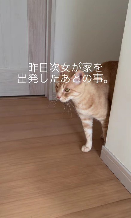 廊下を歩き回る猫