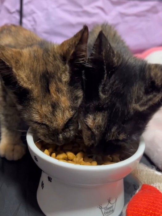 ごはんを食べる子猫たち