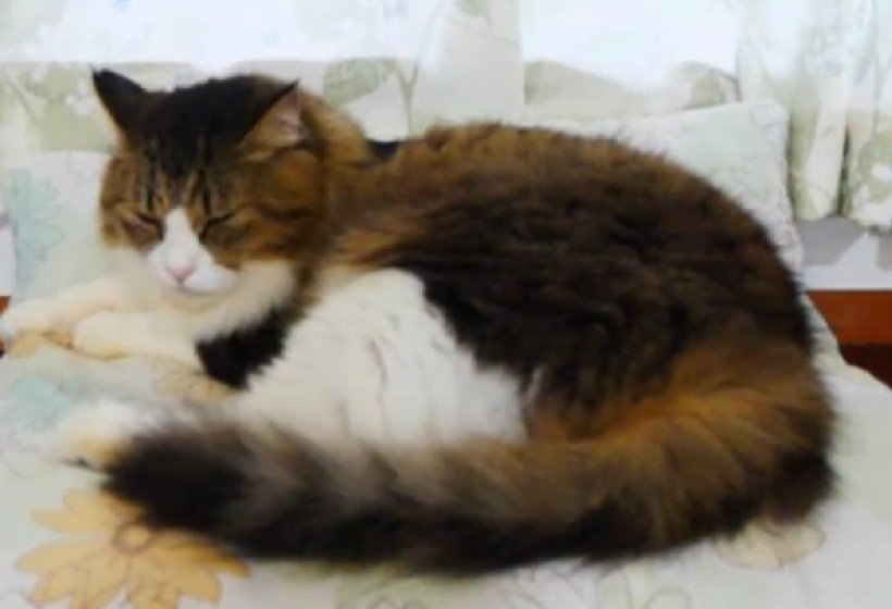 眠る猫