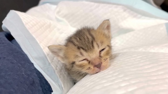 ペットシートの中で眠る子猫