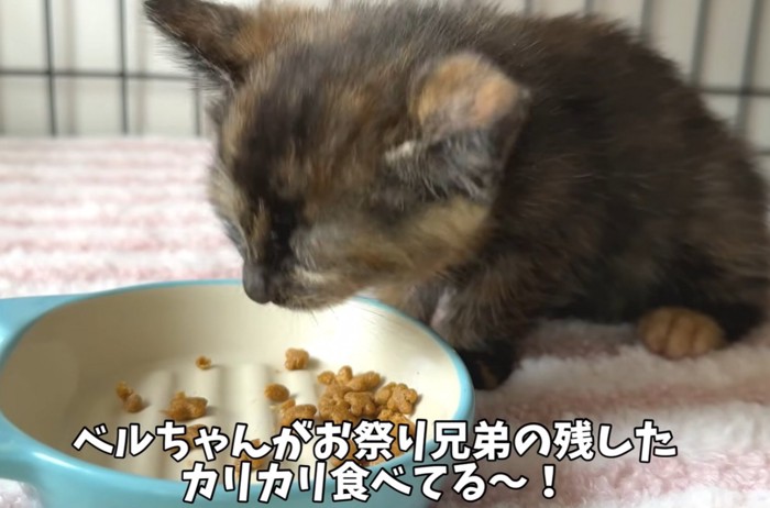 ドライフードを食べるサビ猫