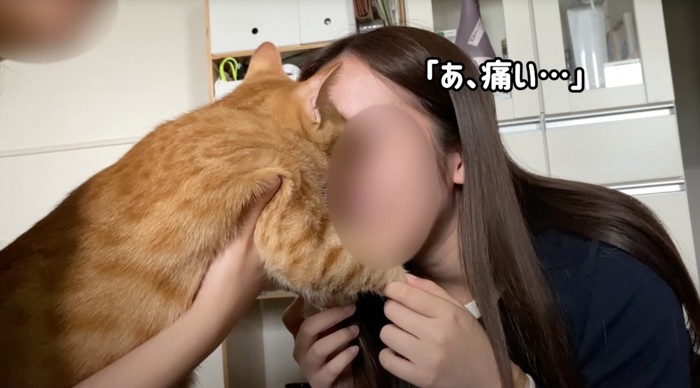 女性の顔を舐める茶トラ猫