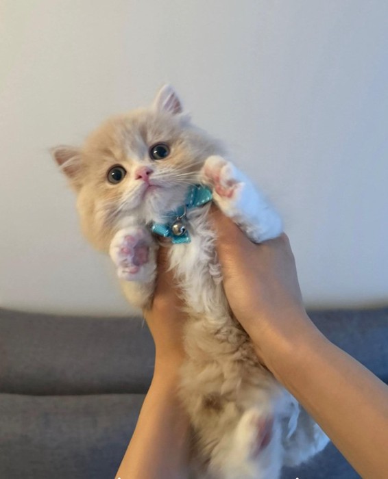 抱っこされるもなかくん